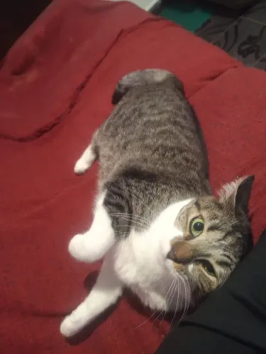 Doação de gata adulta