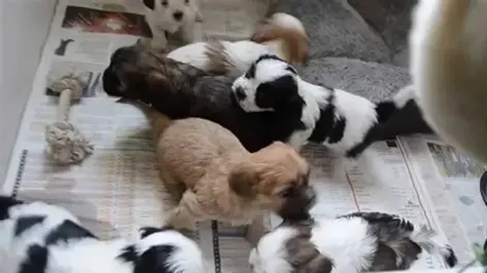 LHASA X SHITZU O melhor amigo que você sempre sonhou em ter. Zap 9.975I.649I