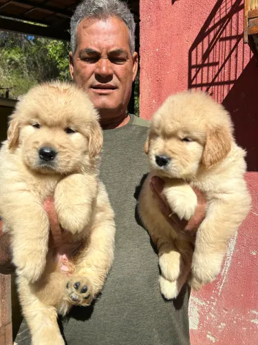 Filhotes de Golden retriever 