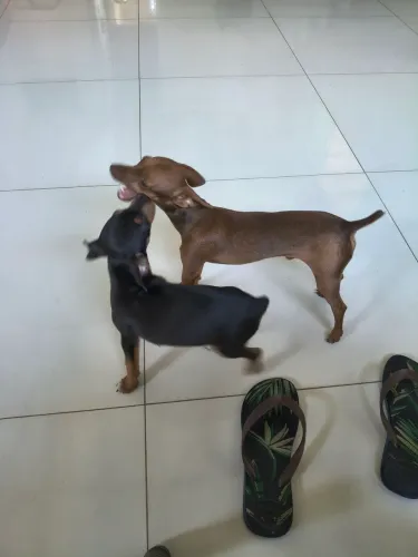 Vende-se casal de Pincher 