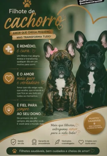 Vende-se Cachorro raça buldogue francês