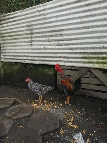 Casal de galinha caipira 