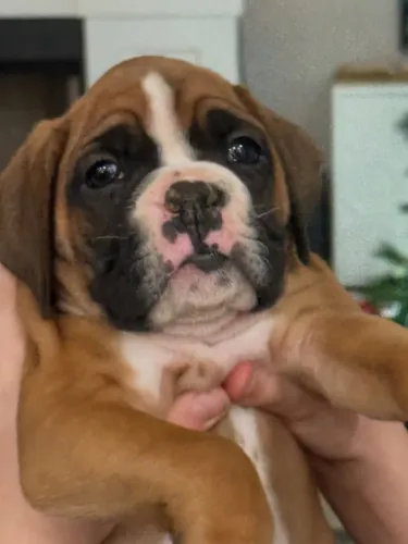 Boxer carinhoso e vigilante