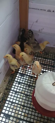 Vendo pintos caipiras mistura de gsb com cariocao