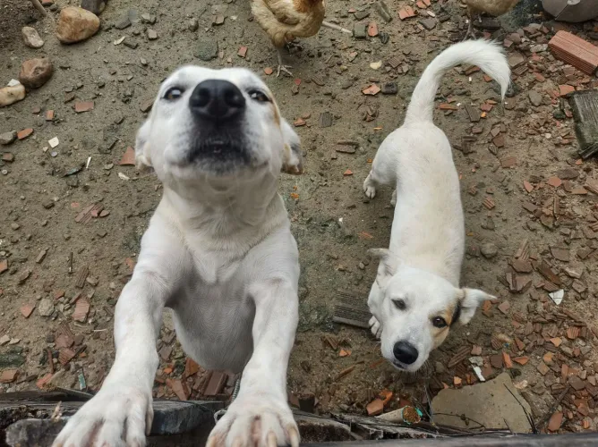 Cachorros 