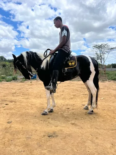 Cavalo pampa