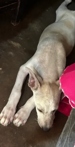 Cachorro 