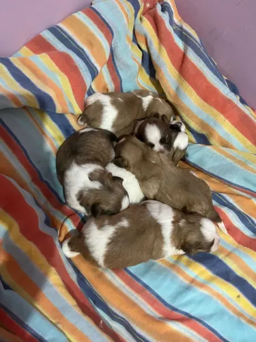 Filhotes Shihtzu lindos 