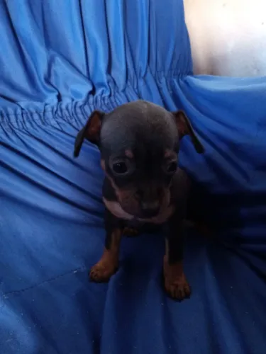 Filhotes pinscher macho/fêmea