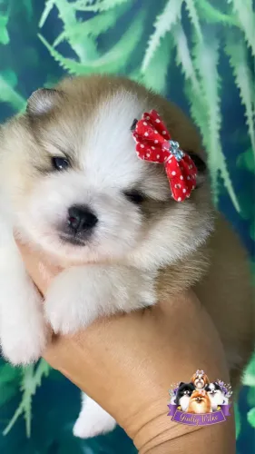 Spitz Alemão | Com Pedigree