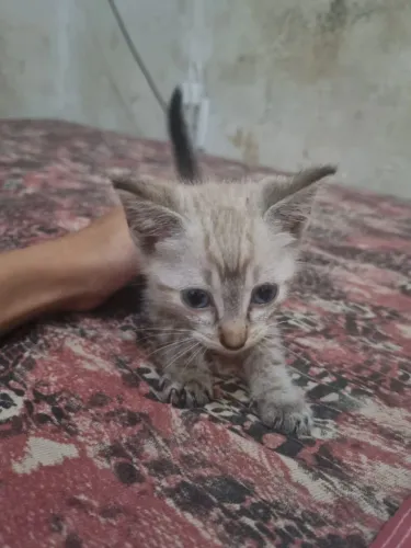 Gato para doação