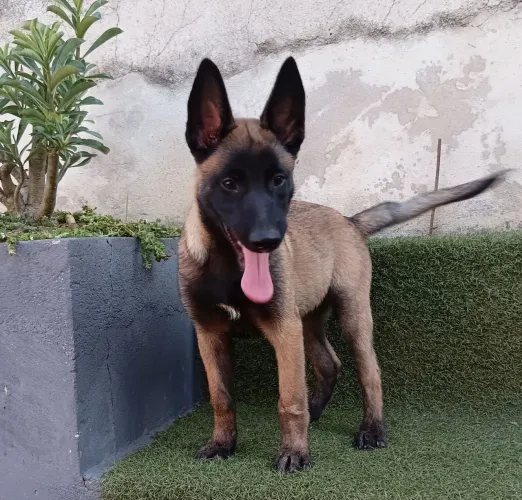 Pastor belga Macho