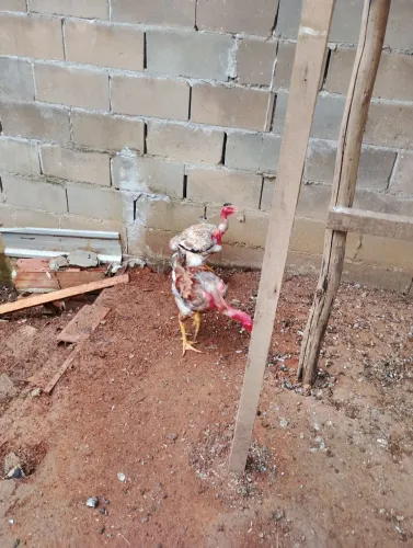 Faço rolo Tbm