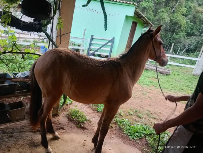 Potro 1 ano e 4 meses. Marcha batida