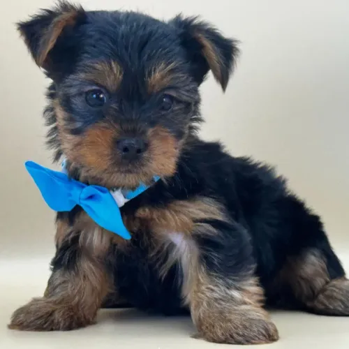 Yorkshire Terrier/ O toque de elegância que faltava na sua rotina