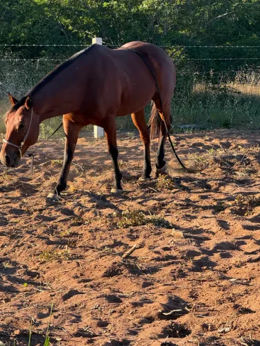 Cavalo de vaquejada 