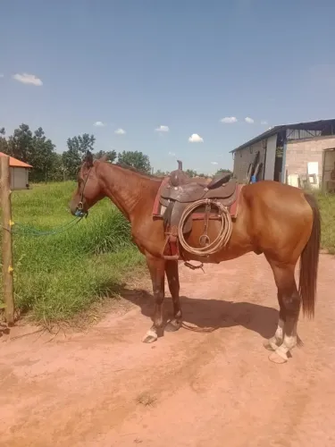Cavalo