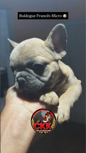 Buldogue Francês Micro Exótico