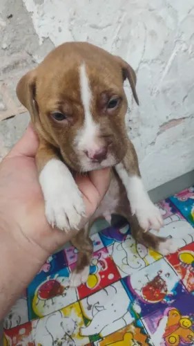 Filhotes de Pitbull com 1 mês