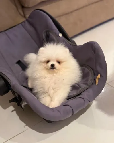 Lulu da Pomerania para viver grandes momentos