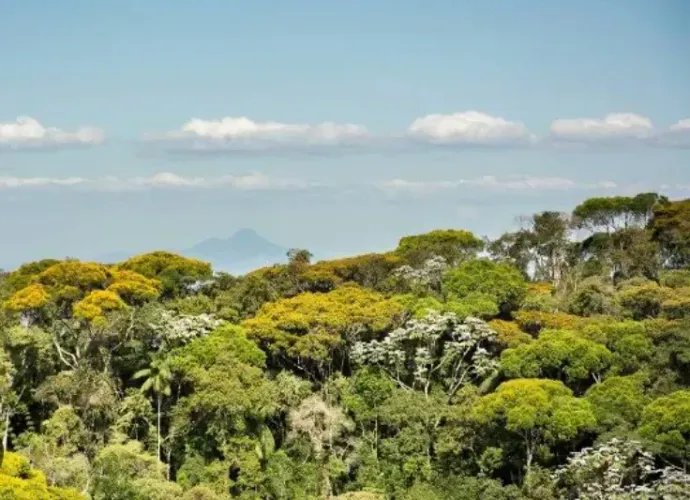 TERRENO À VENDA EM ÁREA DE MATA ATLÂNTICA