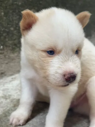 Husky siberiano