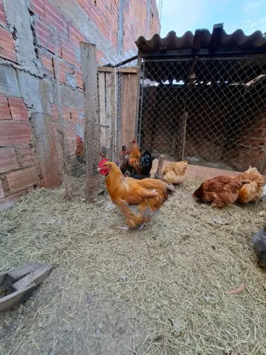 Ovos férteis