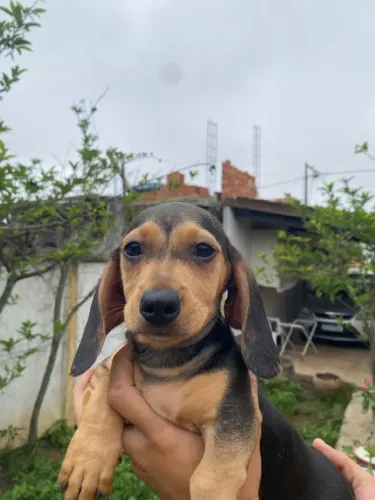 FILHOTE DE DACHSHUND MACHO