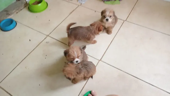 FILHOTE IORK SHIRE com SHIH TZU