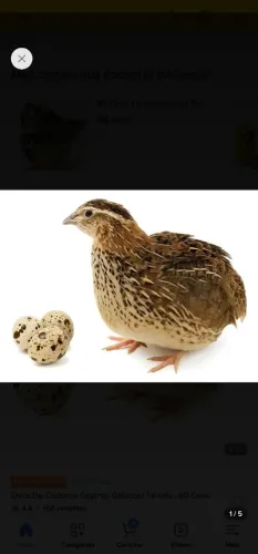 Codorna 