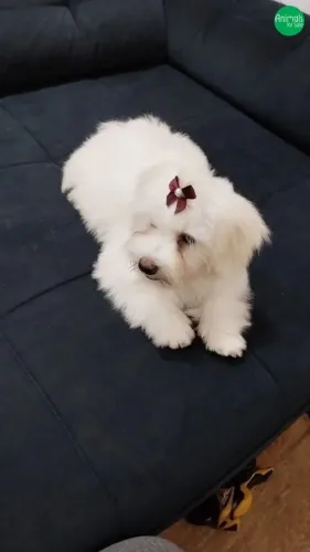 Maltês fêmea linda 1300