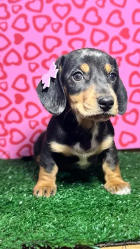 Dachshund fêmea