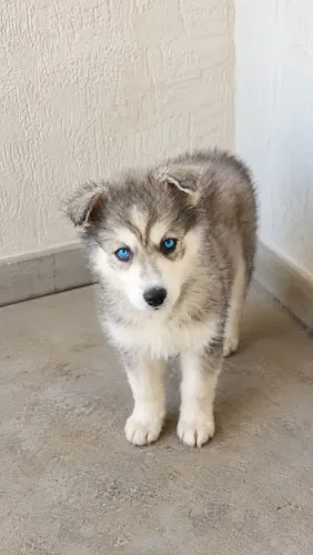 Filhotes de husky - Fêmeas