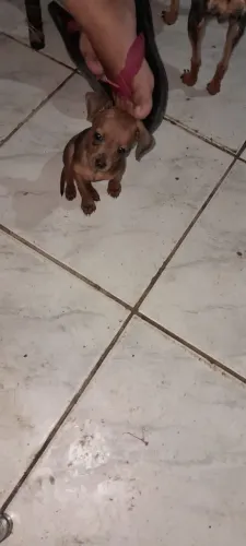 Pinscher