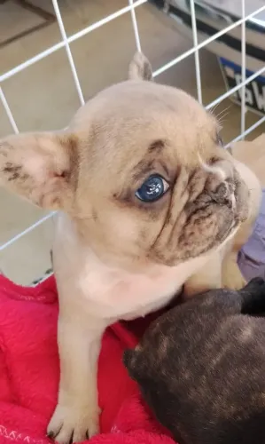 Bulldog francês Exóticos