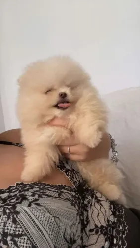 Lulu da Pomerânia ursinho 
