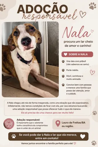doação cachorro