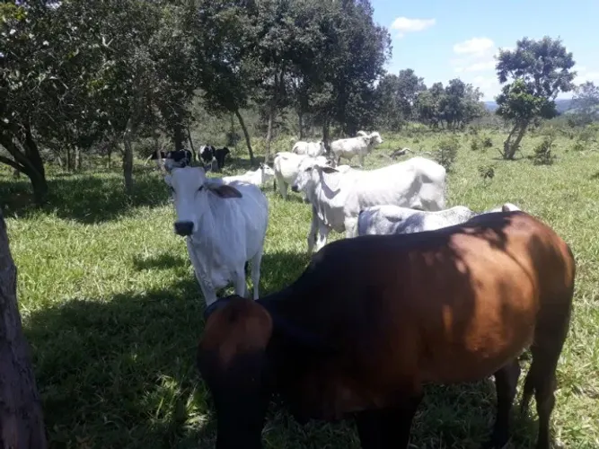 Alugo aluga aluguel de pasto 3,5 alqueirtes Pirenópolis