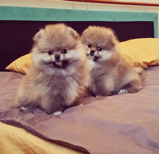 Filhotes De Spitz Alemão - Companhia Que Traz Conforto