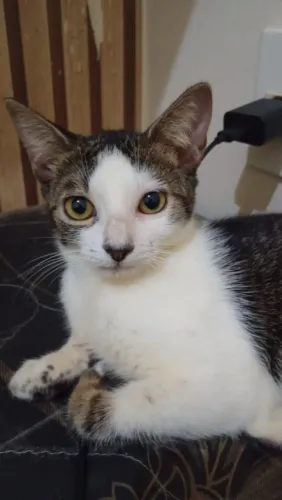 Gato filhote