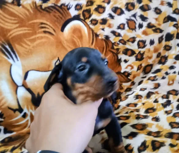 Salsichinha arlequim 