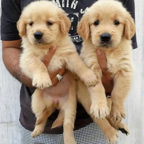 Viva Novos Momentos Com Um Filhote de Golden Retriever