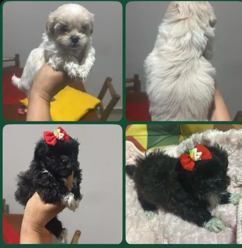 Lhasa apso fenea e macho aceito cartão