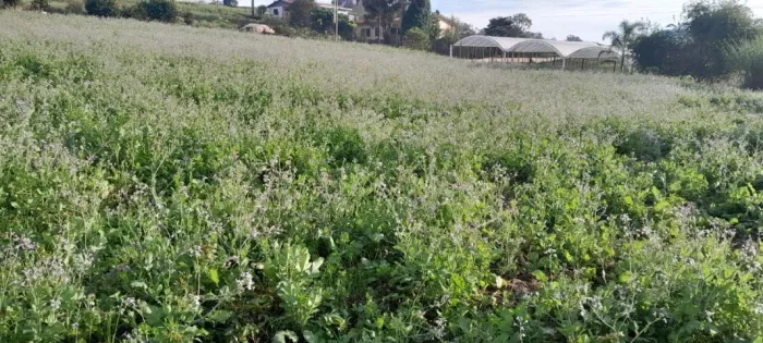     Área de Terra 2.800m² com Escritura Pronta