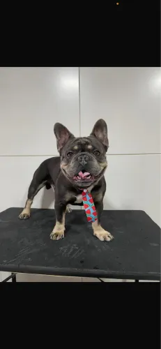 Cobertura de buldogue francês