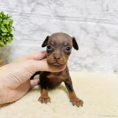 Filhotes de Pinscher/Pincher de Porte Anão Macho e Fêmea com Garantias SP