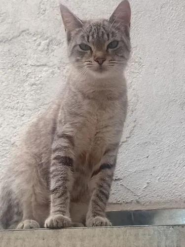 Gata adulta que foi abandonada 