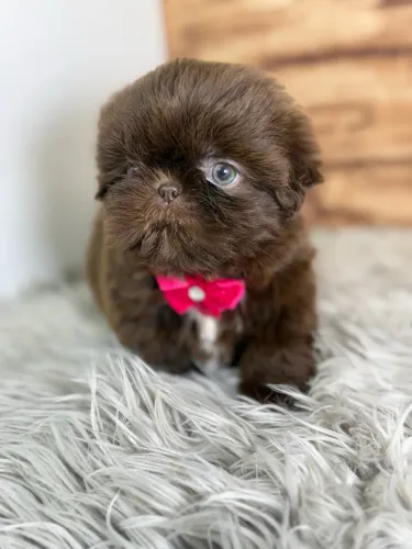 Shihtzu Menina Chocolate