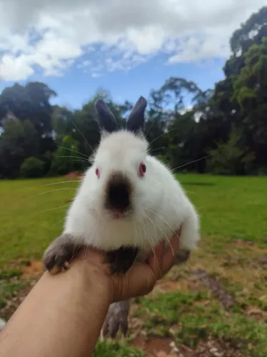 Menor coelho do mundo