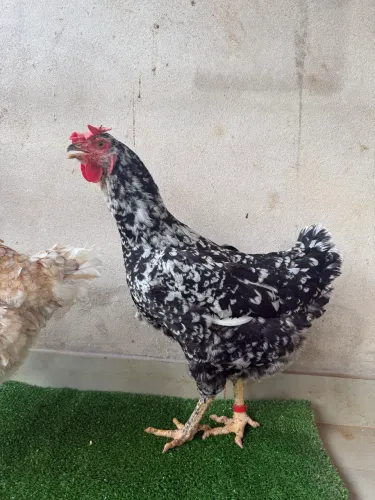 GALINHA BALÃO